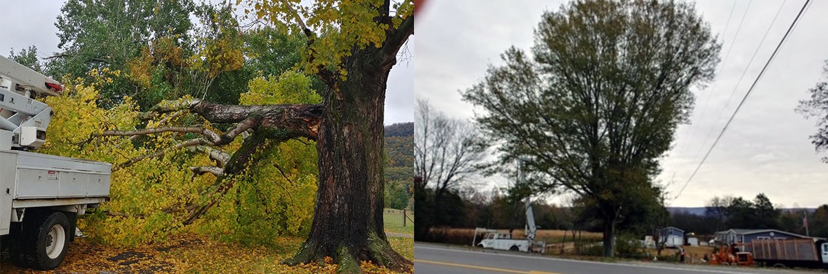 Gallery - Campbell's Tree Service